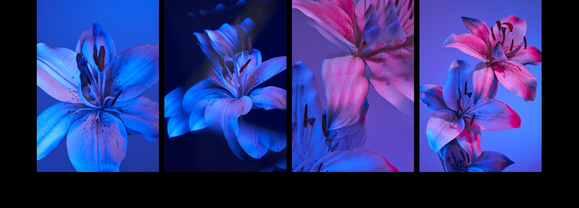 Eufloria-violetlily