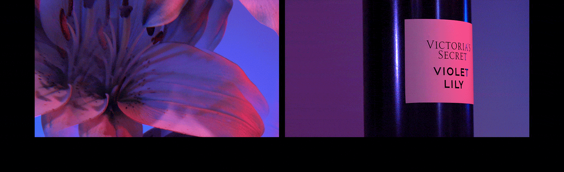 eufloria-violetlily-vid